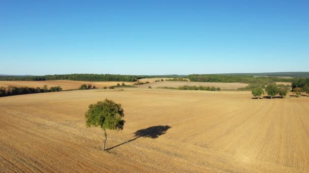 Osamělý Strom Poli Obklopeném Lesy Evropě Francii Burgundsku Nievre Létě — Stock video
