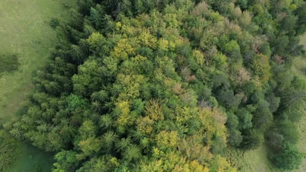 Zielone Drzewa Massif Chartreuse Europie Francji Alpach Isere Latem Słoneczny — Wideo stockowe