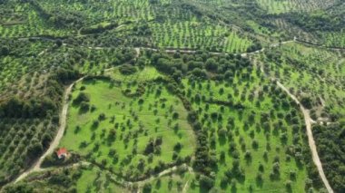 Yazın güneşli bir günde Avrupa, Yunanistan ve Mora 'daki yeşil zeytinliklerin arasındaki yollar.