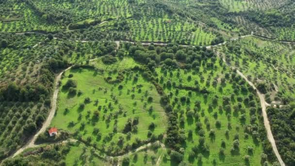 ヨーロッパ ギリシャ 夏のペロポネソスの緑豊かなオリーブ畑の間の道路晴れた日に — ストック動画