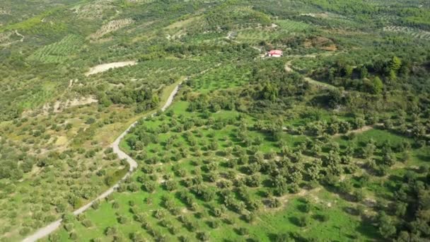 夏の晴れた日にヨーロッパ ギリシャ ペロポネソスの乾燥した田舎の真ん中にあるオリーブ畑 — ストック動画
