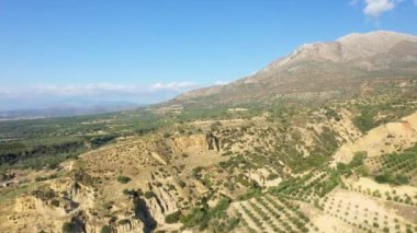Yazın güneşli bir günde, Avrupa, Yunanistan, Mora, Laconia 'da kurak kırların ortasında zeytinlikler..