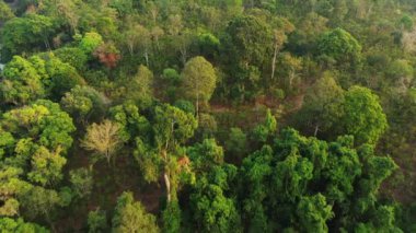 Güneşli bir günde, Asya 'daki Tad Yuang şelalelerine, Laos' a, Champasak 'a, Boloven platosuna uzanan yemyeşil tropikal orman..