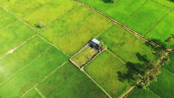 Risaie Verdi Una Casa Contadina Asia Laos Thakek Una Giornata — Video Stock