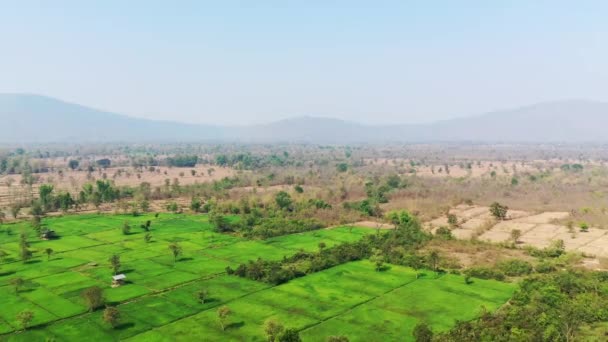 Campagne Laotienne Ses Rizières Vertes Sèches Asie Laos Thakek Par — Video