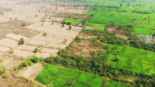 Groene Droge Rijstvelden Het Platteland Azië Laos Thakek Een Zonnige — Stockvideo