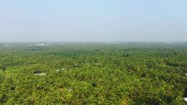 Selva Sus Plátanos Palmeras Asia Vietnam Delta Del Mekong Hacia — Vídeo de stock