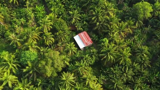 Una Casa Campesina Selva Tropical Asia Vietnam Delta Del Mekong — Vídeo de stock