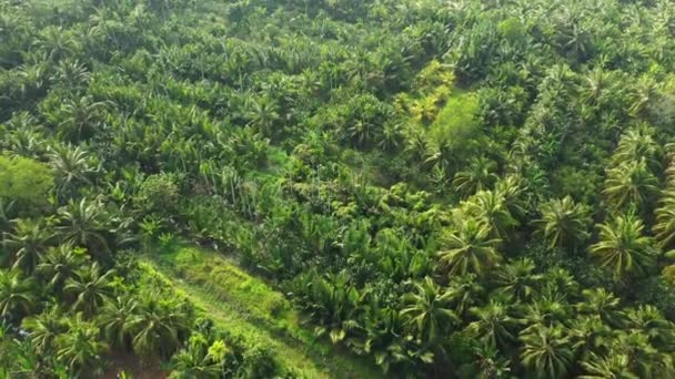 Het Platteland Zijn Palmbomen Azië Vietnam Mekong Delta Richting Chi — Stockvideo