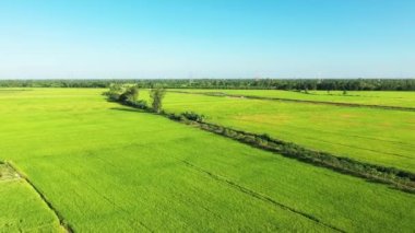 Yazın güneşli bir günde, Asya, Vietnam, Mekong Deltası 'nda, Can Tho' ya doğru yemyeşil pirinç tarlaları..
