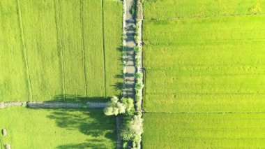 Asya, Vietnam 'daki yeşil pirinç tarlalarının ortasında Mekong Deltası' nda, yazın güneşli bir günde Can Tho 'ya doğru bir nehir..