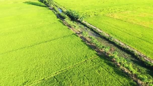 Ein Fluss Inmitten Von Reisfeldern Asien Vietnam Mekong Delta Richtung — Stockvideo