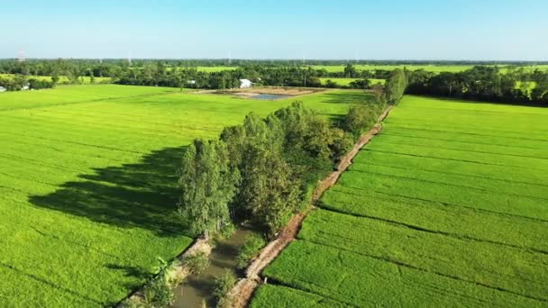 Een Rivier Omzoomd Met Bomen Rijstvelden Azië Vietnam Mekong Delta — Stockvideo