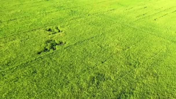在一个阳光明媚的夏天 湄公河三角洲的越南绿色稻田 向着Can Tho而去 — 图库视频影像