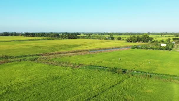 Зеленые Рисовые Поля Насколько Можно Увидеть Азии Вьетнаме Дельте Меконга — стоковое видео
