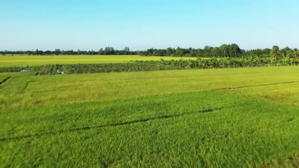 Grüne Reisfelder Der Vietnamesischen Landschaft Asien Vietnam Mekong Delta Richtung — Stockvideo