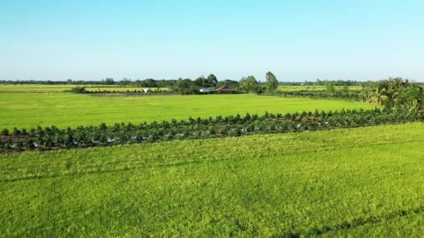 Beautiful Vietnamese Rice Fields Asia Vietnam Mekong Delta Can Tho — Stock Video