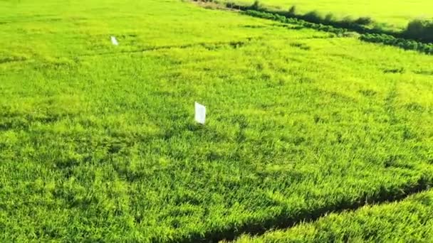 Asya Vietnam Mekong Deltası Ndaki Yemyeşil Pirinç Tarlalarının Ortasında Korkuluklar — Stok video