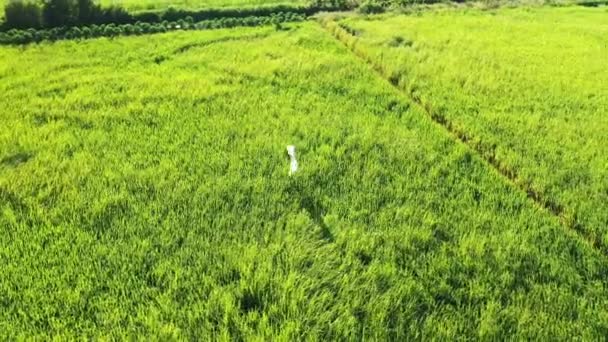 アジア ベトナム メコンデルタの緑豊かな緑の田んぼの真ん中の旗は 夏には晴れた日にCan Thoに向かっています — ストック動画