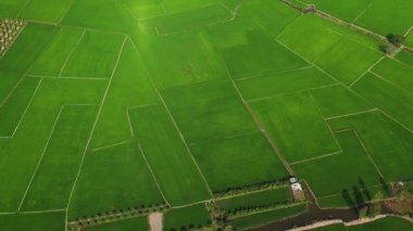 Asya 'da yeşil pirinç tarlaları, Vietnam ve Kamboçya arasında, yazın, güneşli bir günde Mekong Deltası' nda.