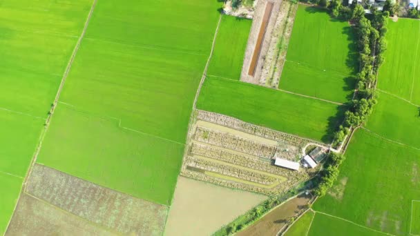 Rijstvelden Enkele Bomen Het Groene Platteland Azië Tussen Vietnam Cambodja — Stockvideo