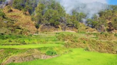 Yeşil pirinç tarlaları ve ateş ormanlarının ortasında, Asya 'da, Filipinler' de, Ifugao 'da, Luzon' da, Banaue 'ye doğru, Bontoc ve Sagada' da, güneşli bir günde,.