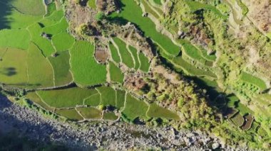 Dağların ortasındaki yeşil pirinç terasları, Asya, Filipinler, Ifugao, Luzon, Banaue, Bontoc ve Sagada 'ya doğru, güneşli bir günde.