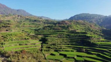 Dağların ortasındaki yeşil pirinç terasları, Asya, Filipinler, Ifugao, Luzon, Banaue, Bontoc ve Sagada 'ya doğru, güneşli bir günde.