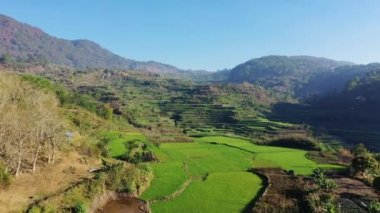 Dağların ortasındaki yeşil pirinç terasları, Asya, Filipinler, Ifugao, Luzon, Banaue, Bontoc ve Sagada 'ya doğru, güneşli bir günde.