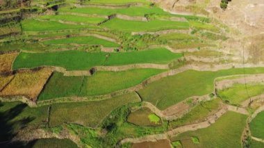 Dağların ortasındaki yeşil pirinç terasları, Asya, Filipinler, Ifugao, Luzon, Banaue, Bontoc ve Sagada 'ya doğru, güneşli bir günde.
