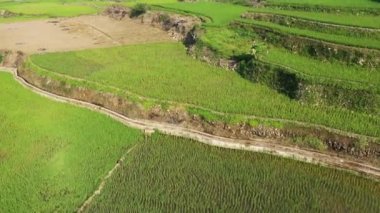 Dağların ortasındaki yeşil pirinç terasları, Asya, Filipinler, Ifugao, Luzon, Banaue, Bontoc ve Sagada 'ya doğru, güneşli bir günde.