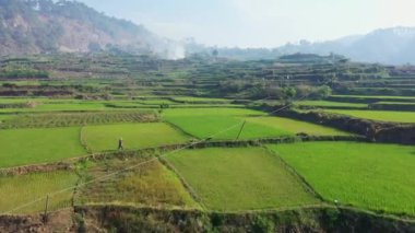 Dağların ortasındaki yeşil pirinç terasları, Asya, Filipinler, Ifugao, Luzon, Banaue, Bontoc ve Sagada 'ya doğru, güneşli bir günde.