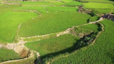 Dağların ortasındaki yeşil pirinç terasları, Asya, Filipinler, Ifugao, Luzon, Banaue, Bontoc ve Sagada 'ya doğru, güneşli bir günde.