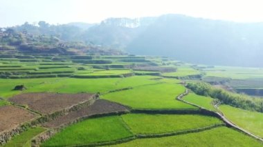 Dağların ortasındaki yeşil pirinç terasları, Asya, Filipinler, Ifugao, Luzon, Banaue, Bontoc ve Sagada 'ya doğru, güneşli bir günde.