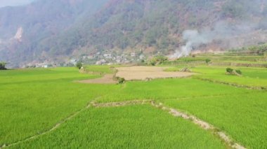 Dağların ortasındaki yeşil pirinç terasları, Asya, Filipinler, Ifugao, Luzon, Banaue, Bontoc ve Sagada 'ya doğru, güneşli bir günde.