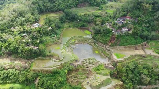 Risaie Verdi Mezzo Alla Campagna Asia Filippine Ifugao Luzon Verso — Video Stock