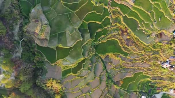 Зелені Рисові Поля Сагади Горах Азії Філіппін Іфугао Лусон Банауе — стокове відео