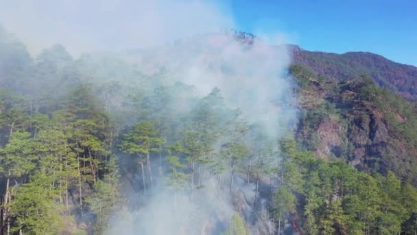 Campos Arroz Verde Incêndios Meio Das Florestas Ásia Nas Filipinas — Vídeo de Stock