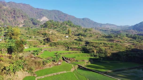 Πράσινες Βεράντες Ρυζιού Στη Μέση Των Βουνών Στην Ασία Φιλιππίνες — Αρχείο Βίντεο