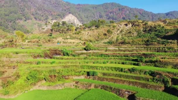 Les Terrasses Riz Vert Milieu Des Montagnes Asie Philippines Ifugao — Video