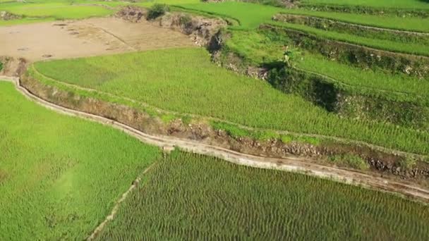 阳光灿烂的一天 菲律宾 伊富高 吕宋的高山中央 向巴瑙 邦托克和萨加达方向的绿色稻田 — 图库视频影像
