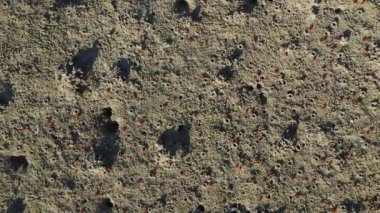 Kumsalda kırmızı yengeçler, Asya, Filipinler, Bohol Adası, Panglao yakınlarında, güneşli bir günde.