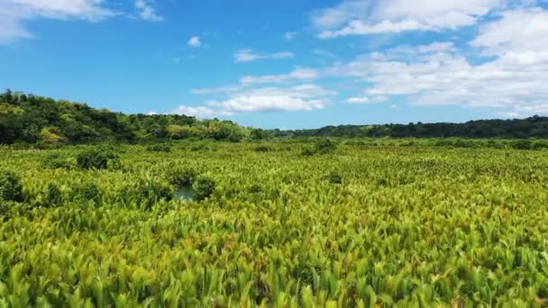 Den Mangrove Mitten Landsbygden Asien Filippinerna Bohol Island Panglao Sommaren — Stockvideo