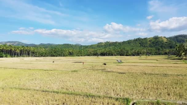 Yellow Paddy Fields Middle Green Countryside Asia Philippines Bohol Island — Stockvideo