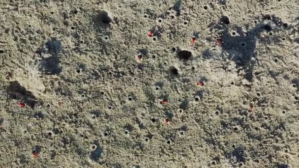 Crabes Rouges Sur Plage Sable Asie Philippines Bohol Island Près — Video