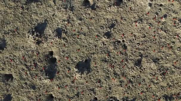 Crabes Rouges Sur Plage Sable Asie Philippines Bohol Island Près — Video