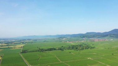 Kayalıkların ve ormanların eteklerindeki yeşil sarmaşıklar, Avrupa 'da, Fransa' da, Alsace 'de, Bas Rhin' de, yazın güneşli bir günde, Strasbourg 'a doğru..