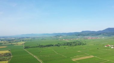 The green vines at the foot of cliffs and forests, in Europe, in France, in Alsace, in the Bas Rhin, towards Strasbourg, in summer, on a sunny day.