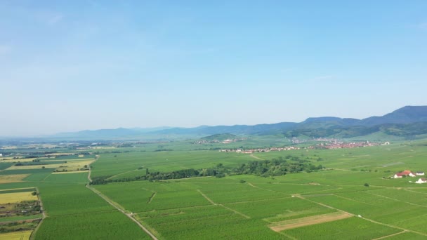 Green Vines Foot Cliffs Forests Europe France Alsace Bas Rhin — Stock video