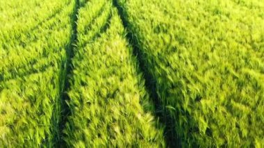 Sarı buğday tarlaları, Avrupa 'da, Fransa' da, Normandiya 'da, Seine Denizcilik' te, yazın, güneşli bir günde, Fecamp 'a doğru..